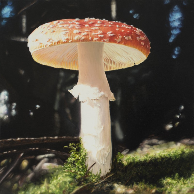 Fliegenpilz