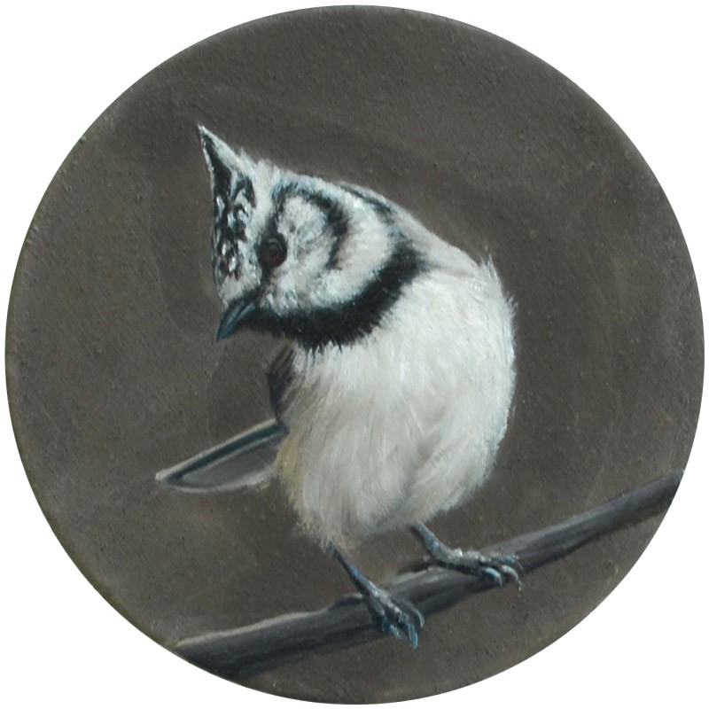 x-1y4 Haubenmeise