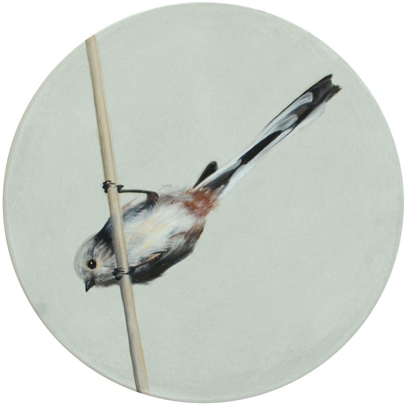 x0y-1 Schwanzmeise