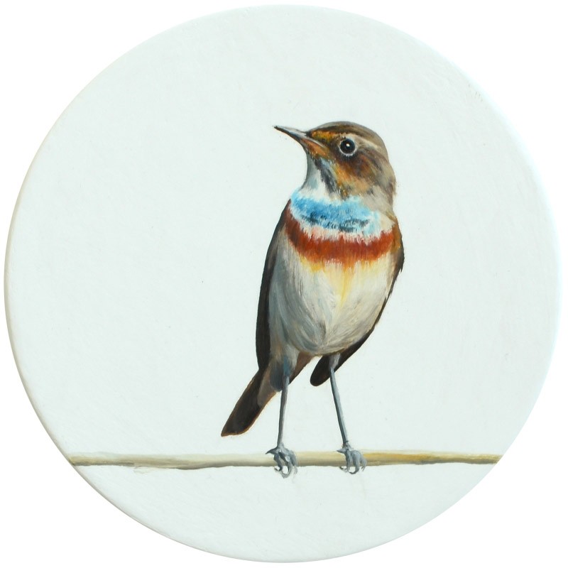 x0y0 Blaukehlchen