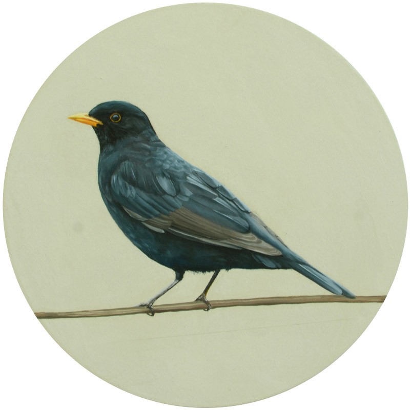 x2y0 Amsel 
