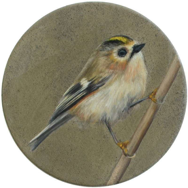 x2y4 Goldhähnchen