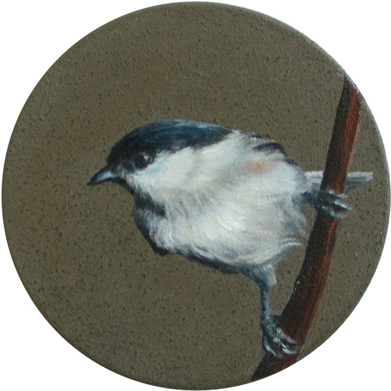 x2y5 Weidenmeise